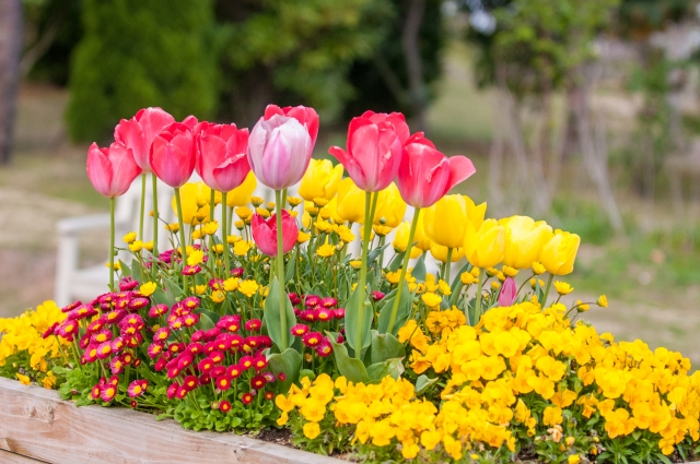 色とりどりの花たちに癒される 寄せ植えに挑戦しよう 花と笑顔を暮らしのそばに はなのわ