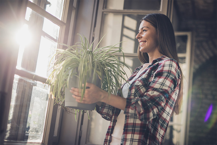 観葉植物が持つ意外な役割 記念日のプレゼントにもなる選び方とは 花と笑顔を暮らしのそばに はなのわ