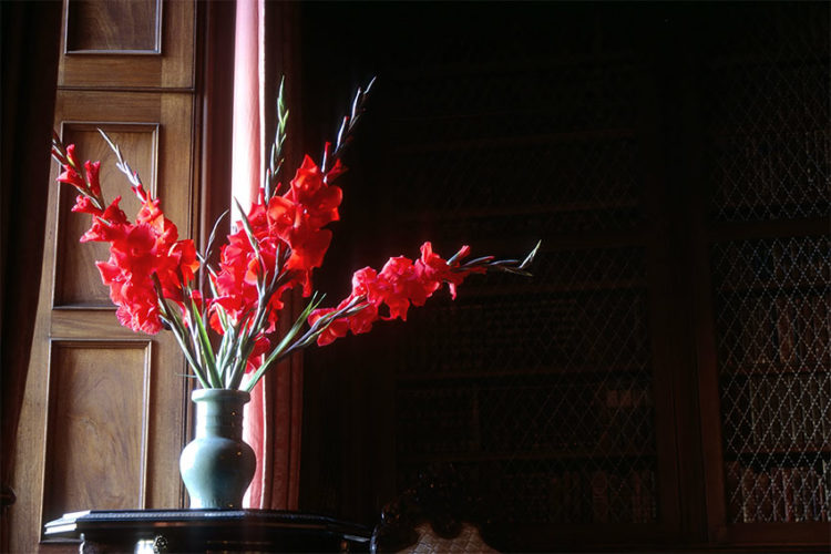 玄関に花を飾ろう！家の第一印象を明るくする飾り方のポイントとは