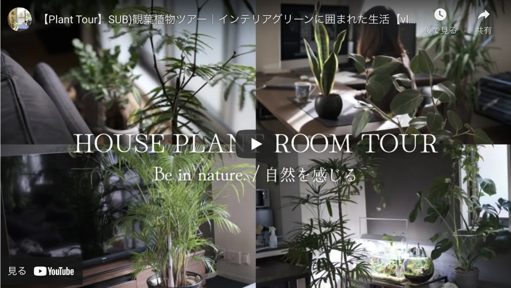 【Plant Tour】SUB) 観葉植物ツアー｜インテリアグリーンに囲まれた生活【vlog】