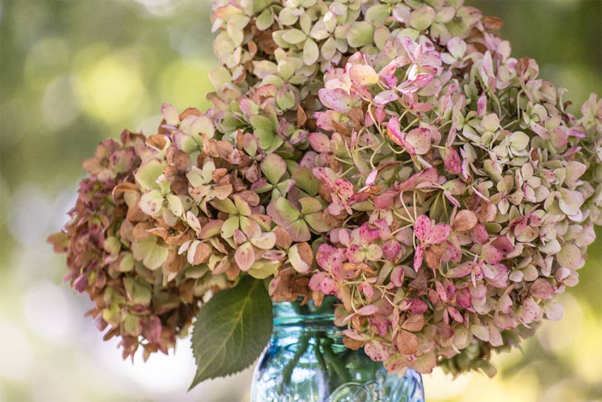 紫陽花をドライフラワーにして飾ろう！おすすめの品種と作り方もご紹介 | 花と笑顔を暮らしのそばに − はなのわ