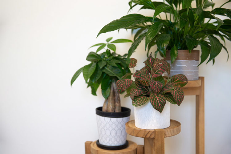 室内でおしゃれに植物を育てたい！フラワースタンドを使ったワンランク上のディスプレイ