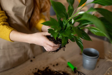 観葉植物をきれいに大きく育てたい！モンステラの植え替え方とは