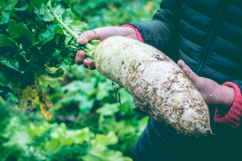 大根の正しい保存方法とは？上手に保存して無駄なく一本使い切ろう！